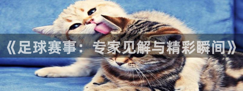 《足球赛事：专家见解与精彩瞬间》